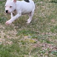 Cucciolo maschio Am Staf