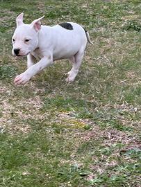 Cucciolo maschio Am Staf