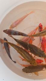 Carpe koi laghetto