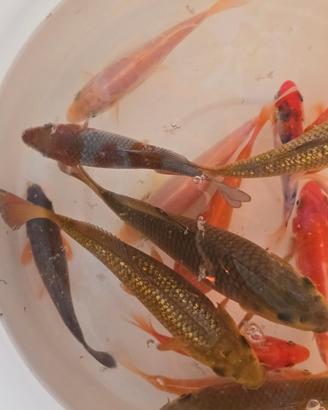 Carpe koi laghetto