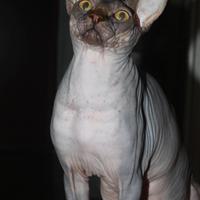 Gatto sphynx