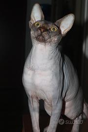 Gatto sphynx