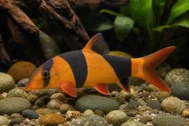 2 Botia macracantha e Cory sterbai acquario dolce
