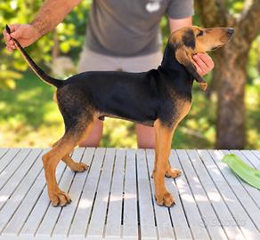 Cucciolo Segugio Italiano ottime qualità