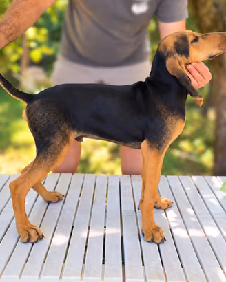 Cucciolo Segugio Italiano ottime qualità