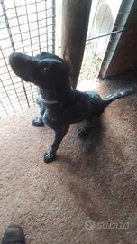 CUCCIOLA BRACCO-POINTER 10 MESI TRATYFI
