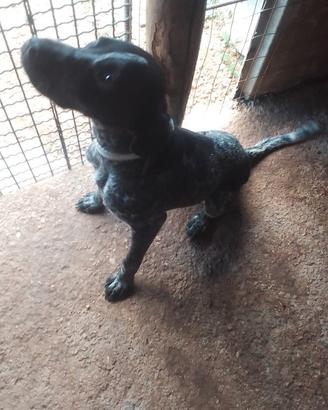 CUCCIOLA BRACCO-POINTER 10 MESI TRATYFI
