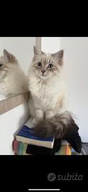 Gatta siberiana