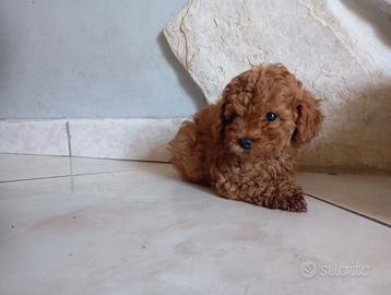 Piccoli barboncino toy Red