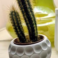 vasetto ceramica piantine grasse