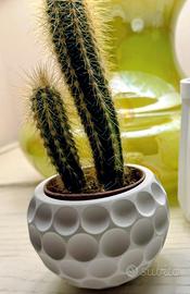 vasetto ceramica piantine grasse