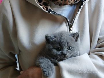 Gattini scottish fold e straight