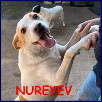 NUREYEV tenerissimo cagnolino 4 anni sogna