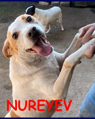 NUREYEV tenerissimo cagnolino 4 anni sogna