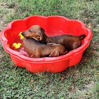 Cuccioli di bassotto standard pelo corto