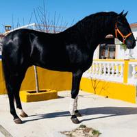 Cavallo Andaluso