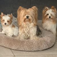 Yorkshire biwer golddust con pedigree
