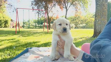Cuccioli Labrador biondi con pedigree