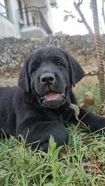 cuccioli di labrador