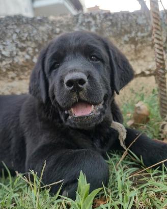 cuccioli di labrador