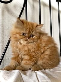 Persisno red tabby cucciolo