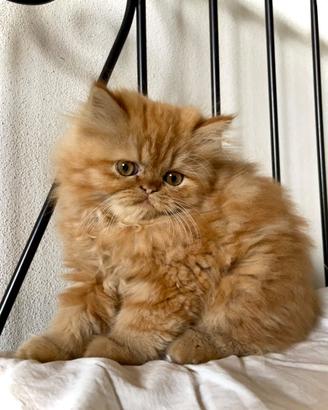 Persisno red tabby cucciolo