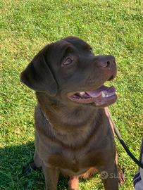 Labrador maschio per accoppiamento