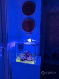 Kit piccolo acquario marino