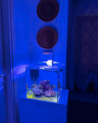 Kit piccolo acquario marino