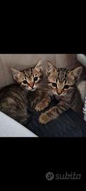 Piccoli tigratini