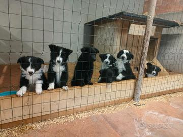 Cuccioli di cane