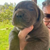 Cucciole femmine grigie cane corso