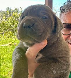 Cucciole femmine grigie cane corso