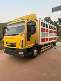 Iveco 75 16 trasporto animali
