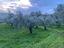 Immagine 7