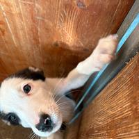 Border collie X maremmano