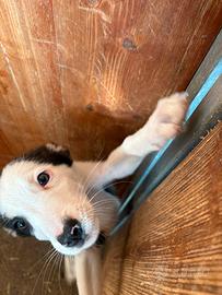 Border collie X maremmano