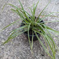 Piante di carex 