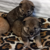 Shiba con PEDIGREE