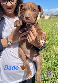 Cuccioli mix maschio e femmina