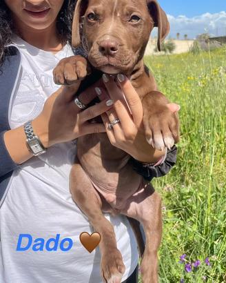 Cuccioli mix maschio e femmina