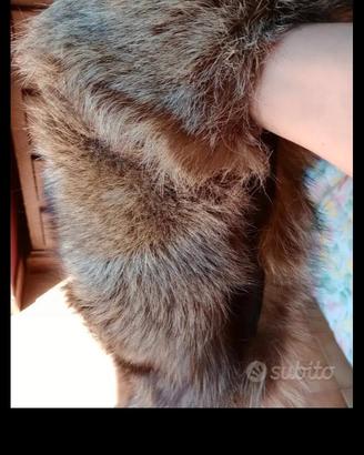 collo di volpe 