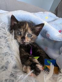 Gatto di due mesi
