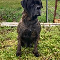 Cuccioli di cane corso