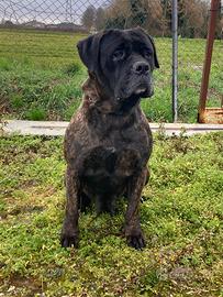 Cuccioli di cane corso