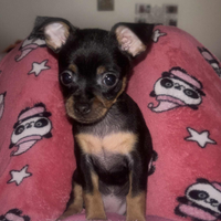 1 cagnolina disponibile femmina