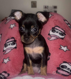 1 cagnolina disponibile femmina