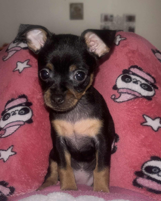 1 cagnolina disponibile femmina