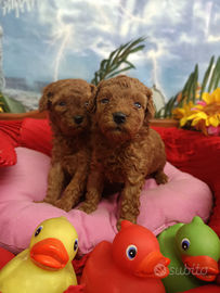 Due Femminucce Taglia Piccola Toy Barboncini