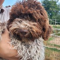 Cucciolo di lagotto romagnolo